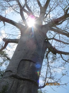 A majestic Baobab at Saadani National Park