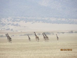 A mirage of giraffes on the way to the Serengeti.