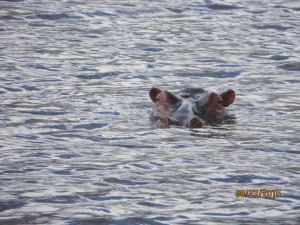Hippo in the water at the Ngorongoro Crater.