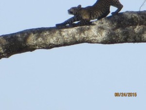 Jaguar stretching after a nap at the Serengeti.