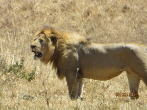 Lion, king of the crater.