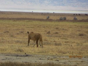 Lioness, eyeing dinner at the crater.